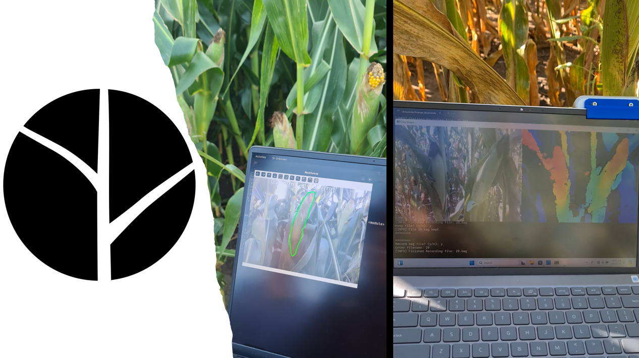 Maize Ear Sensing for On-Farm Yield Predictions